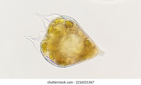A marine dinoflagellate species, Podolampas. The species probably Podolampas bipes. Lugol-fixed sample. 400x magnification with selective focus - Shutterstock ID 2216521367