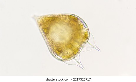 A marine dinoflagellate species, Podolampas. The species probably Podolampas bipes. Lugol-fixed sample. 400x magnification - Shutterstock ID 2217326917