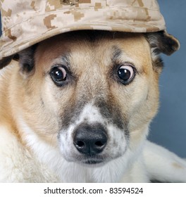 Marine Dog Crazy Eyes Stock Photo (Edit Now) 83594524