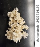 Marine elkhorn coral skelton invertebrate colonial animal