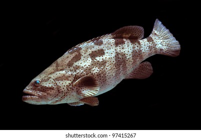 Marine Fish , Giant Grouper Fish On Black Background