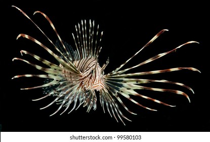 Marine Fish , Lion Fish Isolated On Black Background