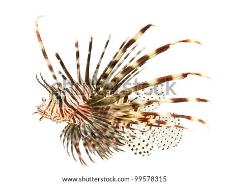 marine fish, lion fish isolated on white background