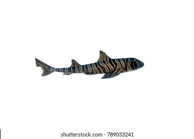 zebra bullhead shark