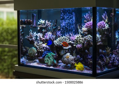 Marine Fish Tank In The House