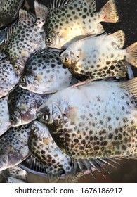 Marine Fish At Wet Market, Thailand