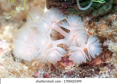 Marine Horseshoe Worm (Phoronis Australis) Granada, Spain