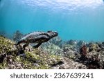Marine Iguana (Amblyrhynchus cristatus) diving to forage for marine algae in the Galápagos Islands, Ecuador. Indigenous to this area, they can dive to depths greater than 100 feet.