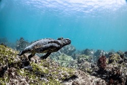 Marine Iguana (Amblyrhynchus Cristatus) Diving To Forage For Marine Algae In The Galápagos Islands, Ecuador. Indigenous To This Area, They Can Dive To Depths Greater Than 100 Feet.