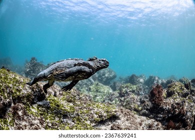 Marine Iguana (Amblyrhynchus cristatus) diving to forage for marine algae in the Galápagos Islands, Ecuador. Indigenous to this area, they can dive to depths greater than 100 feet.