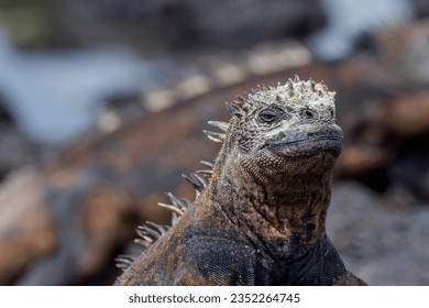 The marine iguana (Amblyrhynchus cristatus), also known as the sea iguana, is a species of black iguana found only on the Galápagos Islands (Ecuador) - Powered by Shutterstock