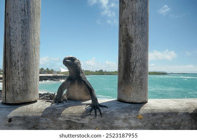 A marine iguana basking on a wooden dock in Puerto Villamil, Galapagos, with clear turquoise waters in the background - Powered by Shutterstock