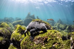 Marine Iguana Eating Marine Algae In The Galápagos Islands, Ecuador. This Species Is Indigenous To These Islands And Can Dive To Depths Of 100 Feet Or Greater To Forage. (Amblyrhynchus Cristatus)
