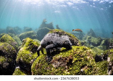Marine Iguana eating marine algae in the Galápagos Islands, Ecuador. This species is indigenous to these islands and can dive to depths of 100 feet or greater to forage. (Amblyrhynchus cristatus)