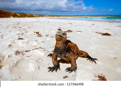 Marine Iguana, Galapagos Islands, Ecuador