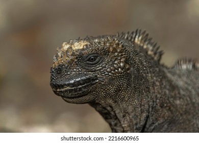 Marine Iguana, Genovesa Island, Ecuador.