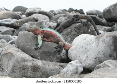 Marine Iguana Staying Warm On Rocks