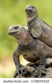 Marine iguanas basking on a rock in the Galapagos Islands, Equador