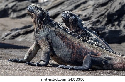 giant iguana