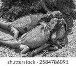 Marine iguanas on Santiago Island in Galapagos National Park, Ecuador. Marine iguana is found only on the Galapagos Islands