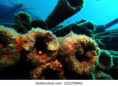 Marine Invertebrates Including Peacock Worm Living On A Cargo Of Metal Pipes On A Ship Wreck