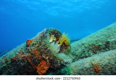 Marine Invertebrates Including Peacock Worm Living On A Cargo Of Metal Pipes On A Ship Wreck