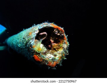 Marine Invertebrates Including Peacock Worm Living On A Cargo Of Metal Pipes On A Ship Wreck