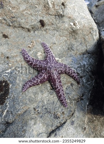 Marine invertebrates Starfish Organism Underwater Water Marine biology