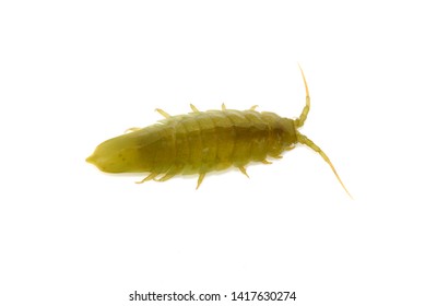 Marine Isopod Idotea Balthica Isolated On White Background