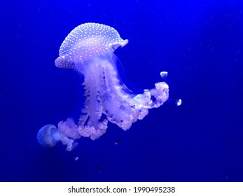 marine jellyfish taken with aquatic photo