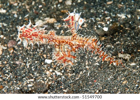 Marine Life