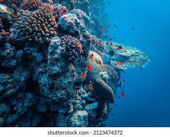 The marine life around the coral reef with tropical exotic fishes