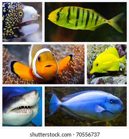 1,665 Sea animals collage Stock Photos, Images & Photography | Shutterstock