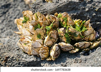 Marine Life Crustacean Arthropod Barnacle