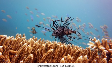 Marine life found and photographed underwater in the Philippines