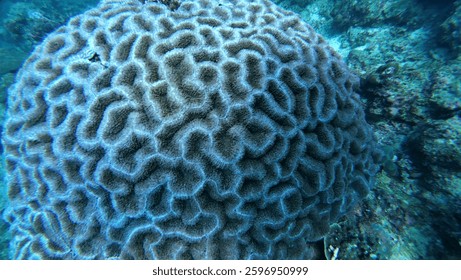 Marine life grooved Brain coral close up