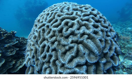 Marine life grooved Brain coral close up