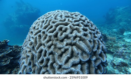 Marine life grooved Brain coral close up