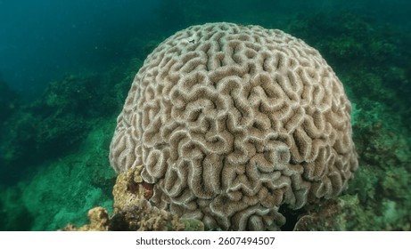 Marine life grooved Brain coral close up