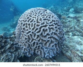 Marine life grooved Brain coral close up