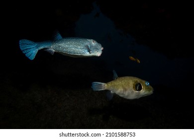 Marine Life On Aliwal Shoal, South Africa