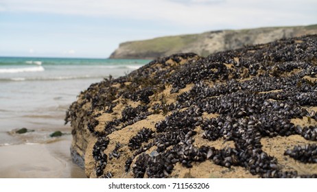 Marine Life On The Coast, Cornwall, UK