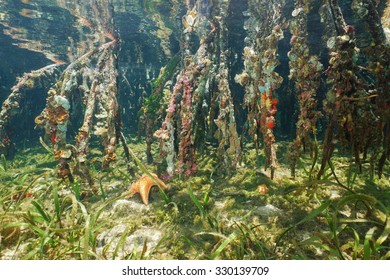 Marine Life On The Mangrove Roots Underwater, Caribbean Sea, Panama