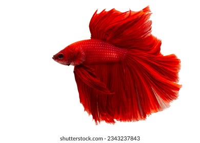 Marine life. Super red betta fish. Red Siamese fighting fish, Betta on isolated white background. - Powered by Shutterstock