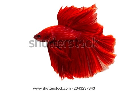 Marine life. Super red betta fish. Red Siamese fighting fish, Betta on isolated white background.