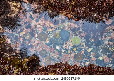 Marine Life in Vibrant Newport Oregon Tide Pool Eye-Level View - Powered by Shutterstock