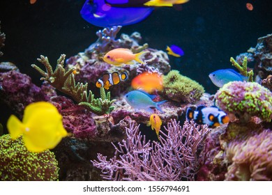 Marine Plants And Animals In An Marine Aquarium. Reef And Tropical Fishes.

