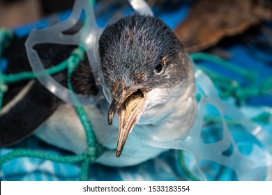 Marine plastic pollution and nature conservation concept - penguin trapped in plastic net