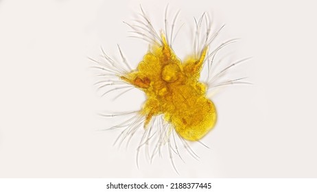 Marine Polychaete Larvae. Stained By Lugol's Iodine. 400x Magnification.
