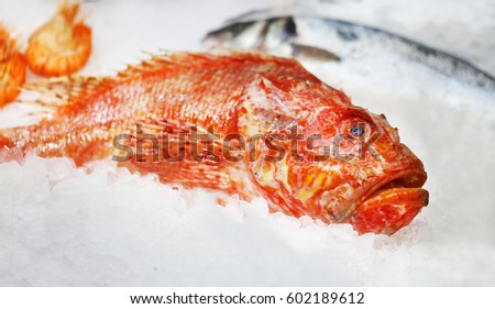 Marine red fish is on the ice on the counter of the store